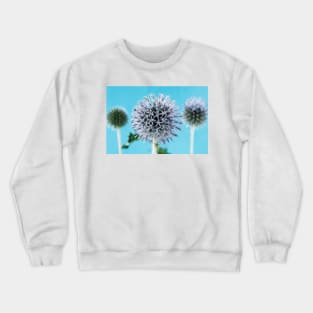 Echinops ritro  'Veitch's Blue'  Globe thistle Crewneck Sweatshirt